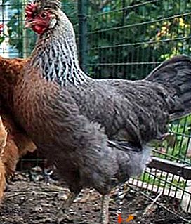 Piękno, wdzięk i doskonałe zdrowie - kurczak Legbar