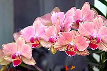 Красотата на прозореца или как да отглеждаме орхидея у дома?