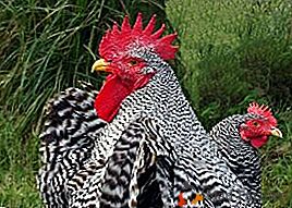 Pollos Pimutrok fuertes, compactos y de rápido crecimiento