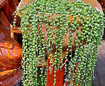 Rowley's ragwort - zielona perła