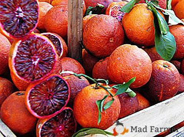 "Krvavý" citrus pocházející z Číny - sicilské oranžové