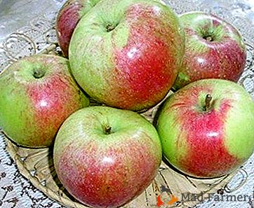 Manzanas grandes y jugosas en su jardín - una variedad de invierno de Moscú