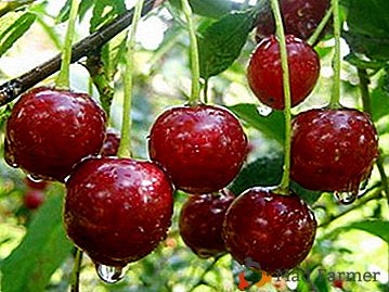 Veľké ovocie a neuveriteľná chuť - čerešňové odrody Maják