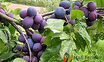 Variété à grand rendement et à rendement élevé de prunes "Nika"
