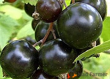 Mare varietate de boabe de coacăze negre "Dobrynya"