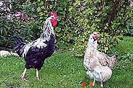 Пилета, които нямат равен - Yurlovsky Golosistye