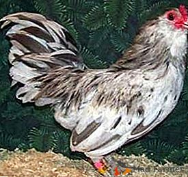 Kuřata s modrou vejci - plemeno Ameraucan