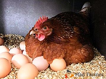 Слоеве от кокошки: поддръжка и грижи у дома