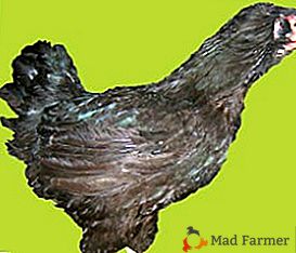 Пилета от порода руски черни брадати: красота и ефективност