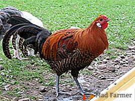 Polli con un set completo delle migliori qualità - le galline ovaiole Vestfal