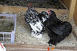 Pollos con plumas elegantes y buena disposición - raza Cochinhin enana