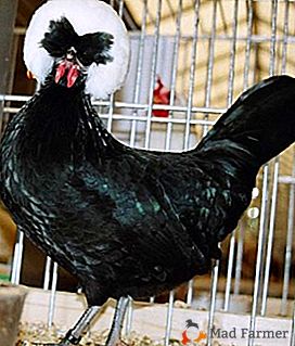 Puiul frumos, găină și găină ouă - olandez alb-fleecy