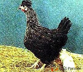Pollos en coronas - Chubaty