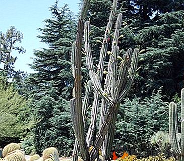 O bucată de deșert din casă - Cactus Cereus