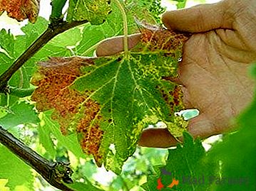 Zdravljenje in učinkovite metode za obvladovanje rdečke grozdja
