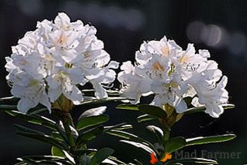 Rhododendron traité du Caucase: propriétés, contre-indications et photos d'une beauté insolite