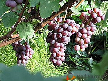 Fácil de cultivar e excelente para degustar - as primeiras uvas russas