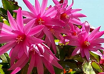 Cactus del bosque - "Ripsalidopsis" (cactus de Pascua): foto y cuidado en el hogar