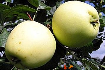 Odmiana letnia o dobrej długowieczności - jabłonie Wspaniałe