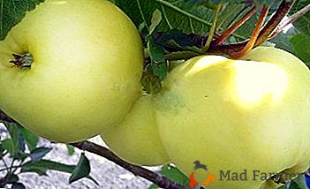 Letná odroda s dobrými vlastnosťami - jablko