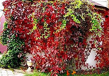 Vodja dekoracije dacha - grozdje Virgin, sajenje in skrb za rastlino