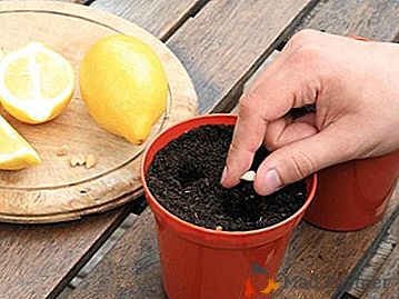Lemon tree em casa: como plantar corretamente um limão de uma pedra e como cortar estacas?