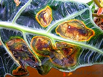 Les feuilles d'Alocasia sèches et jaunes: les méthodes de traitement et de contrôle des parasites