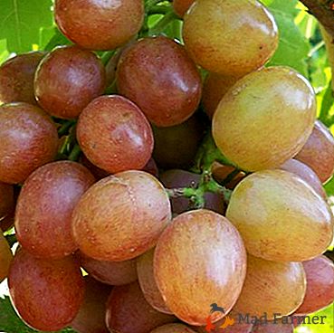 "Leah" è la forma da pranzo delle uve che maturano precocemente