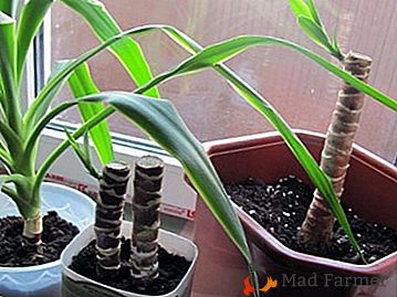 Lažna palm Yukka: načini razmnoževanja, pravilno pristajanje