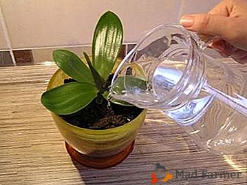 La mejor solución para un aderezo eficaz a un costo mínimo es el agua con ajo para orquídeas