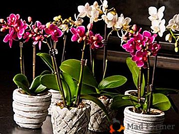 Nejlepší místa pro orchidej v apartmánu. Kam dát a kde nemůžete udržet květinu?