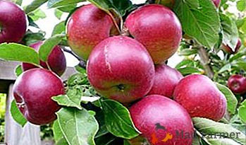 Najlepšie jesenné odrody jabĺk pre stredný pás