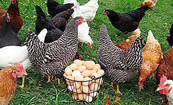 Най-добрите породи пилета за разплод у дома. Основните нюанси на отглеждането и грижите