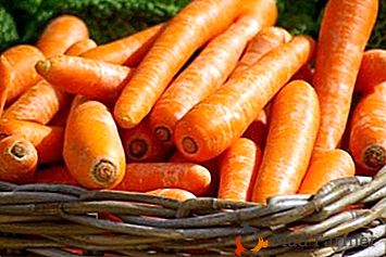Nejlepší způsob, jak ukládat mrkev v zimě a pravidla vykopávání a přípravy zeleniny