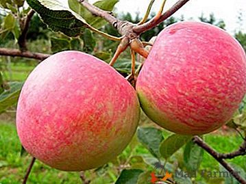 Най-добрите зимни ябълкови сортове за централната част на Русия и се грижат за тях