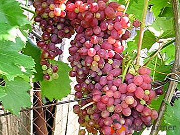 Najboljše grozdje brez kosti "Kishmish Radiant"
