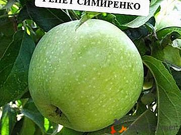 Lo mejor entre las manzanas verdes es la variedad Renet Simirenko