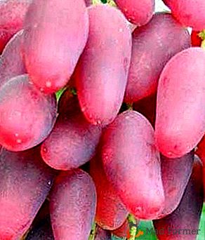 Fácil de cultivar e inusual en apariencia - uvas de mesa Dubovsky rosa