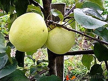 O favorito dos jardineiros é a variedade precoce da macieira "Narodnoye"!