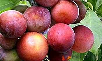 Le favori de nombreux jardiniers, une prune au goût absolument pur - la variété "Xenia"