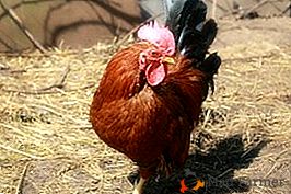 Фаворит од многих узгајивача пилећих пасмина Дварф Веалмер