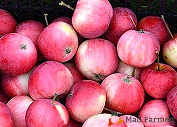 Variedad favorita y popular de manzanas Zavetny