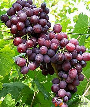 Любительський гібрид з карамельним ароматом - виноград «Мускат Новошахтинський»
