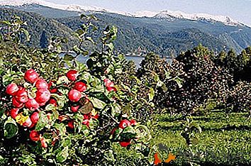 Uma macieira pequena, sim, remota Altai Crimson