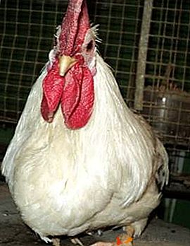 Piccoli polli con un grande potenziale - Dwarf Leggorns