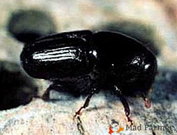 Un pequeño y dañino escarabajo de la familia de los escarabajos de la corteza es una carroña de la fruta