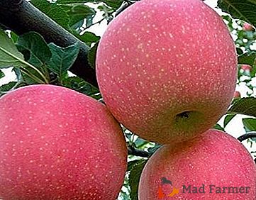 Aromat miodu, owoców piękno i soczysty smak - to wszystko Fuji odmian jabłek