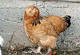 Прекрасни и положителни пилета с важна походка - породата Локмоногая Ушанка