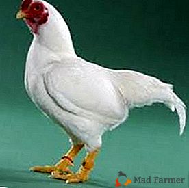 Beaucoup de viande avec un minimum d'alimentation fournira une race de poulets Cornish