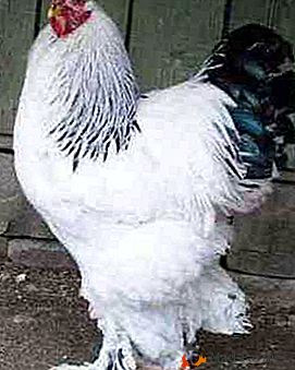 Nombreux et aimés en Russie - le Brama Light Chicken